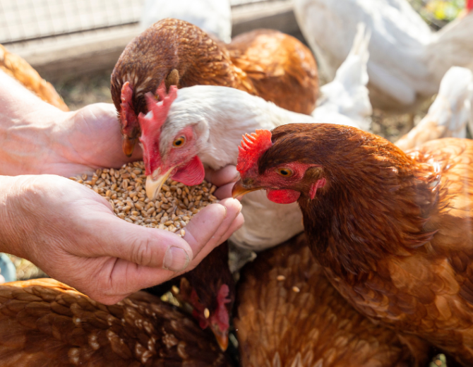 Grains de céréales alimentation poulets