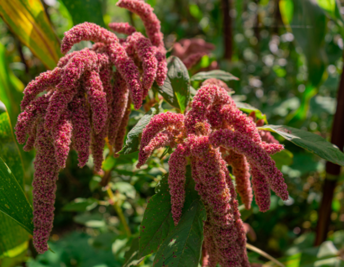 quinoa cereale