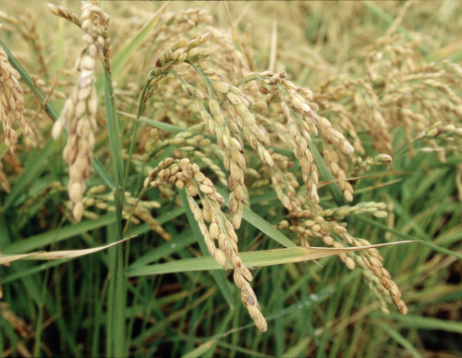 panicule riz cereale