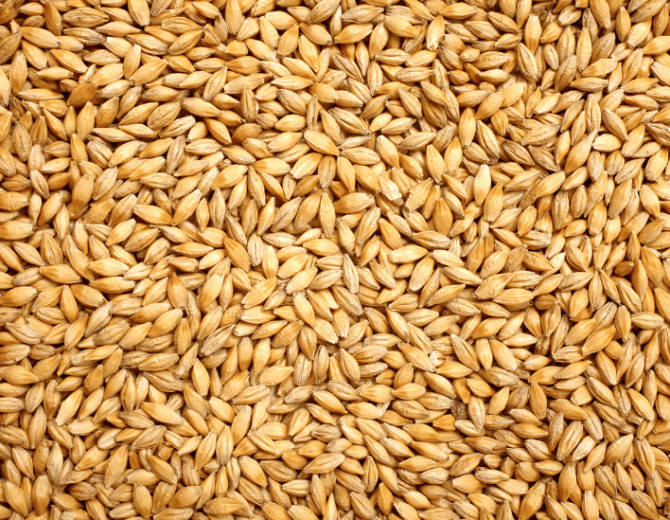 Grains de malt