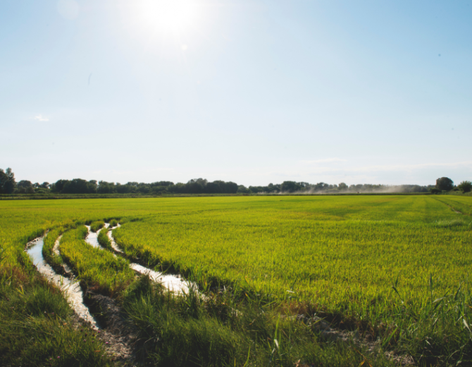 Les rizières de Camargue