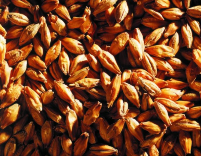 grains de malt