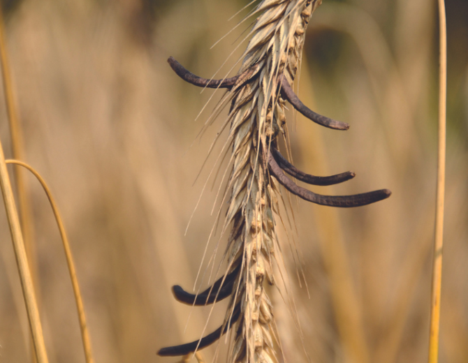 mycotoxyne champignon sur plante de cereales