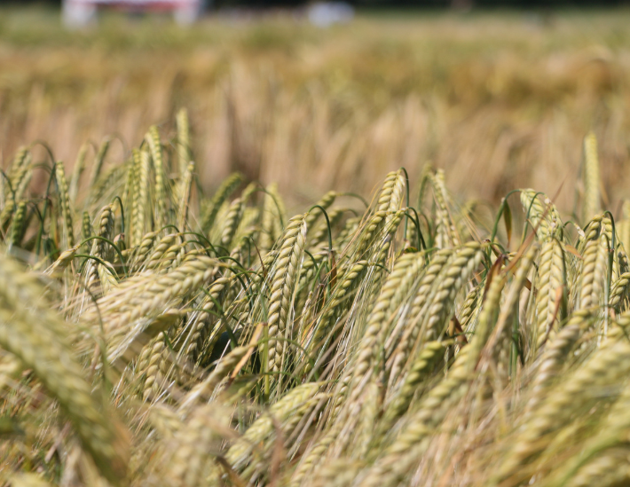 L'orge, à l'origine du malt - Photos Futura