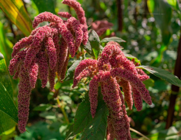 quinoa cereale