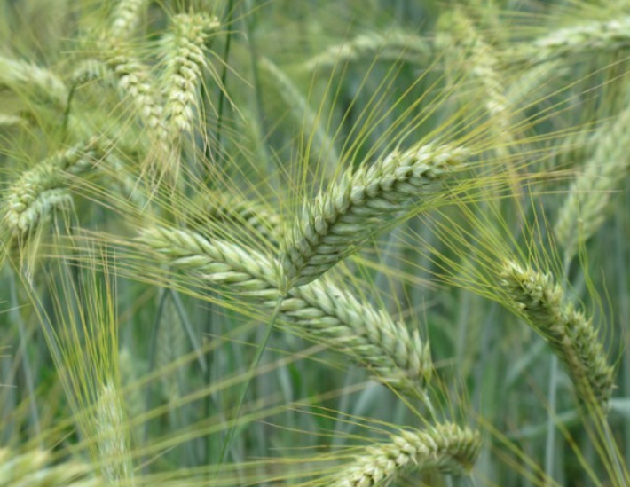 triticale cereale