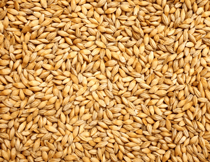 Grains de malt