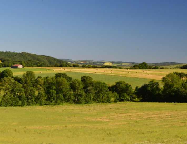 Champs de céréales en région Occitanie