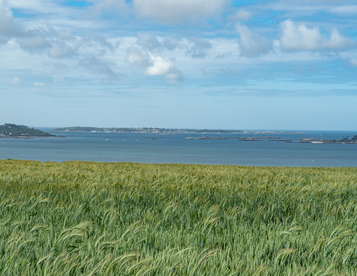 Les céréales en Bretagne