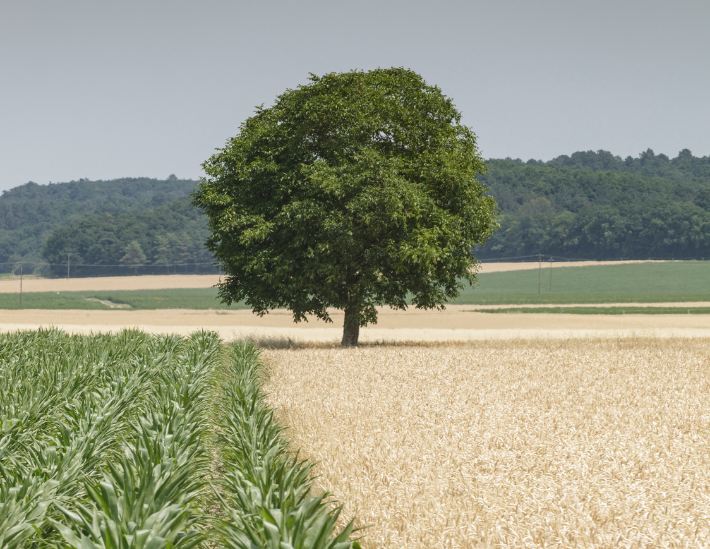 Les céréales en Centre-Val de Loire