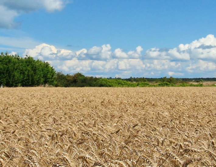 Champs de céréales en région Nouvelle-Aquitaine