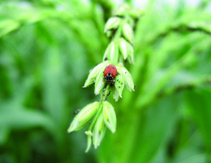 coccinelle sur épis céréales biologiques AB