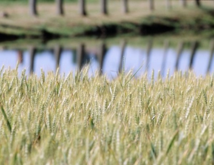 climat cereales ressource eau