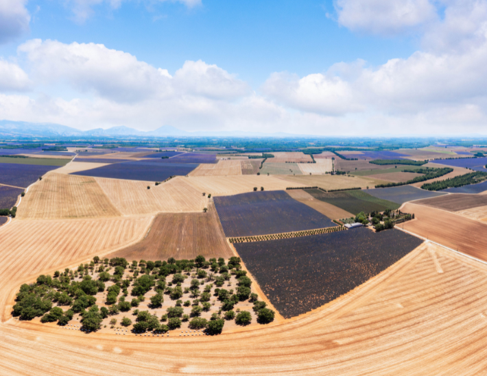 Champ de céréales en région PACA