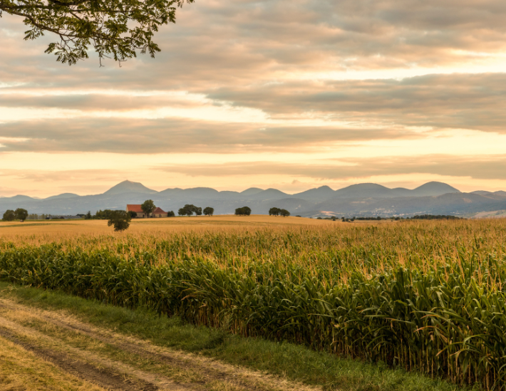 champs de cereales dans la region aura