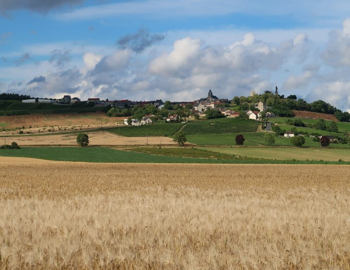 Champ de céréales en région Grand Est