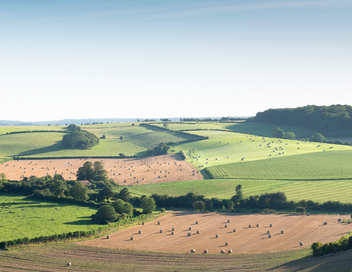 champs de cereales en région hauts de france