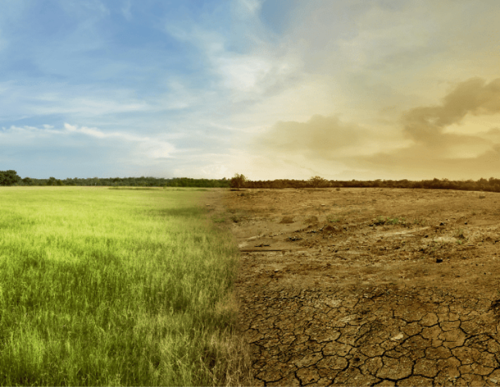 secheresse sur le sol d'un culture lié au changement climatique