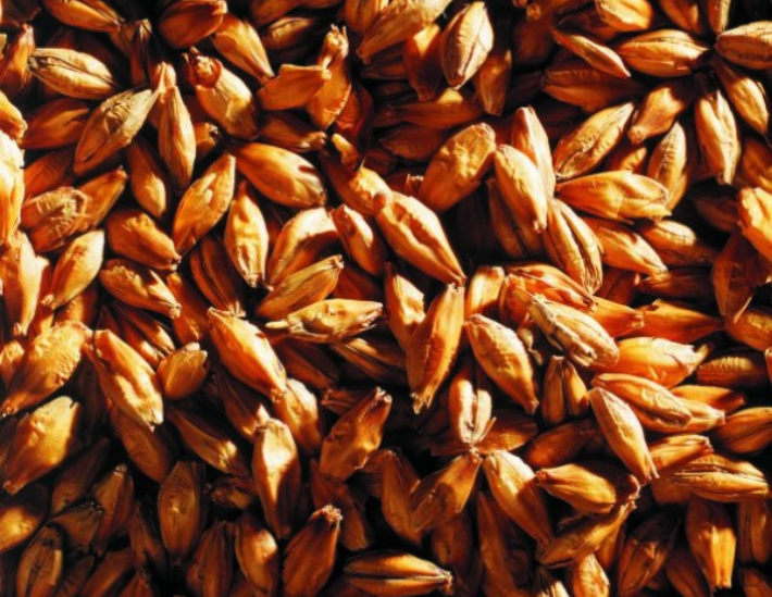 grains de malt