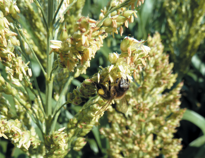 abeille sur une fleurs de céréale biodiversité
