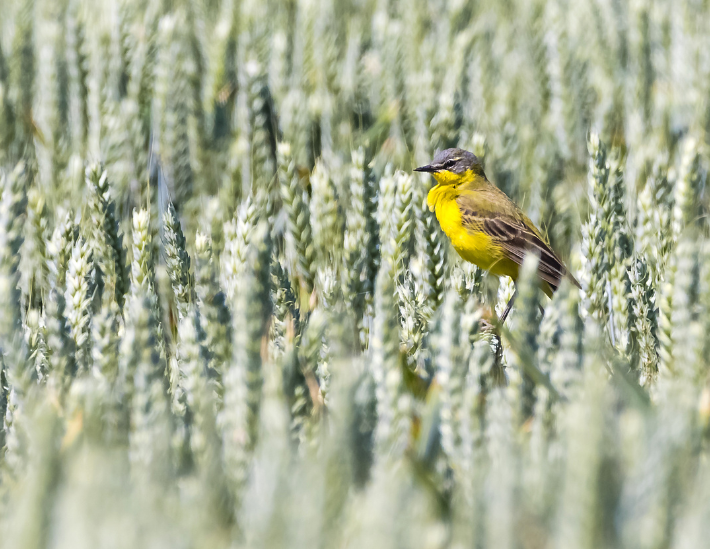 champ de céréales et oiseau écosystème