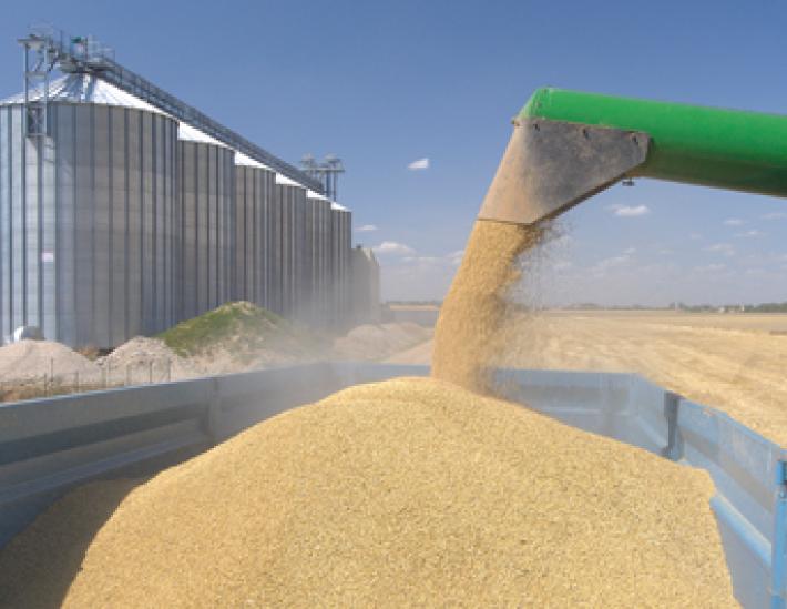 Décharge de grains à l'arrivée d'un chargement sur un silo