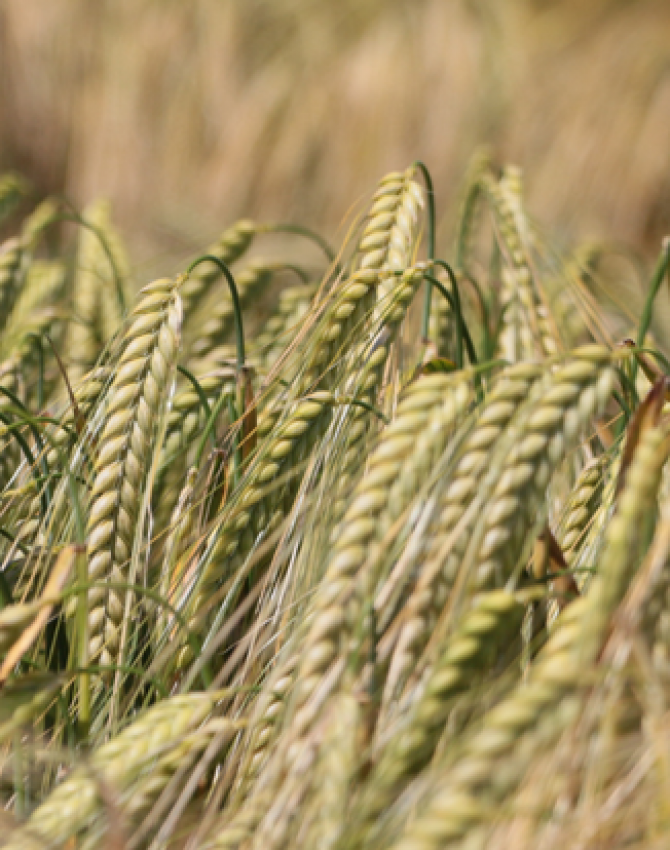 Céréale épis d'orge de printemps sains, proche maturité 