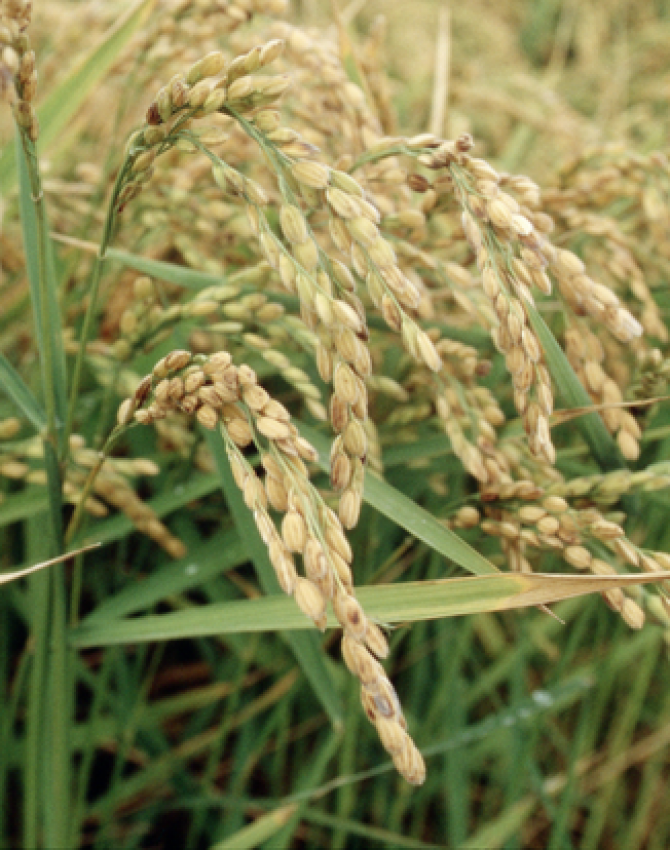 Céréale panicules saines de riz immatures