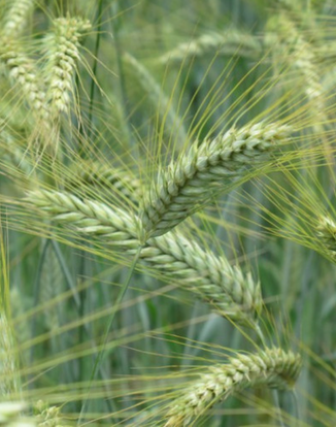 Céréale épis verts de triticale