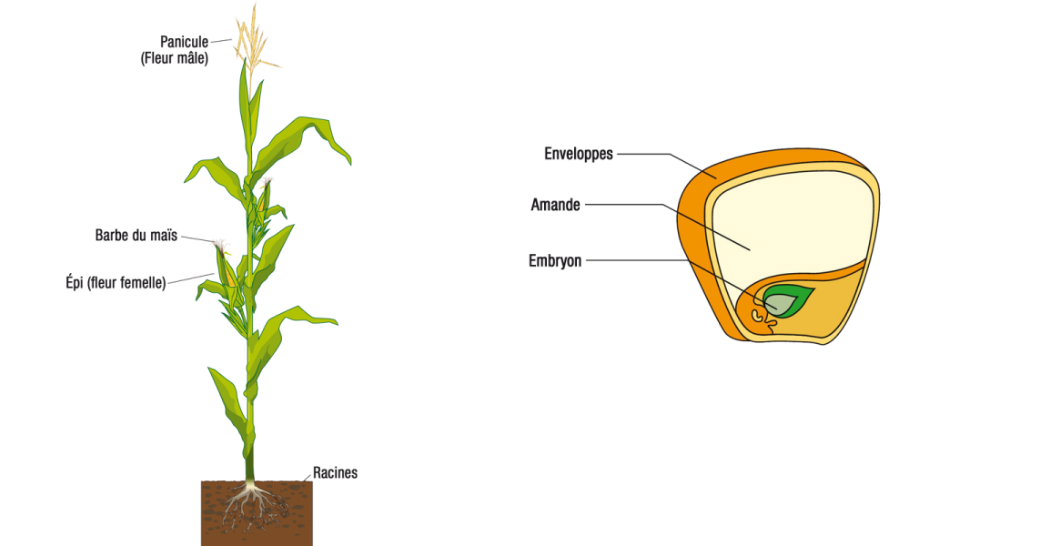 Schéma de la plante de maïs et de son grain