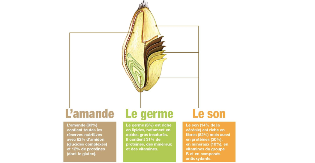 L'orge, un graminé riche en fibre