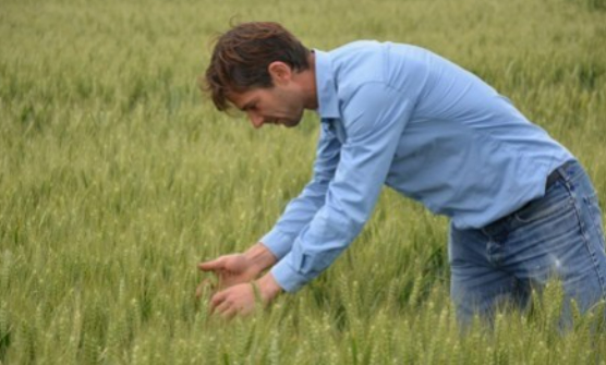 Agriculteur champs céréales